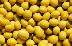 Global soybean supply is abundant