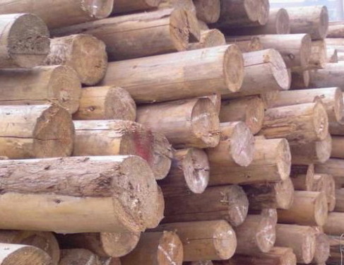 Low-carbon economy brings powerful opportunities for forestry development