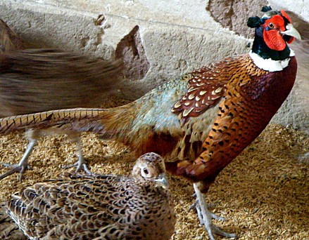 Will let Emperor Qianlong covet the pheasant