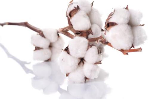 The policy of direct subsidies for cotton will debut this year