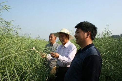 E canola production ranks first in the country for 17 consecutive years