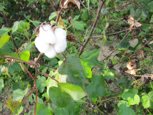 Future development of cotton depends on the "order model"