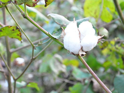 Recent cotton or hard to turn over in March is expected to rise