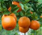 Citrus products are 10% cheaper this year than last year