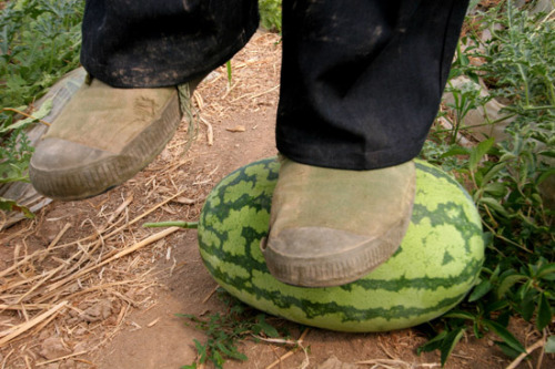 Lianyungang false seed pit farmer watermelon changed "stone"