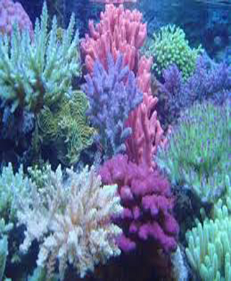 How to identify the actual coral?