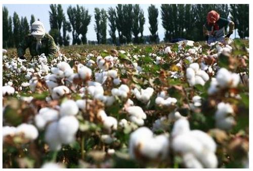 India's new cotton supply, exports look
