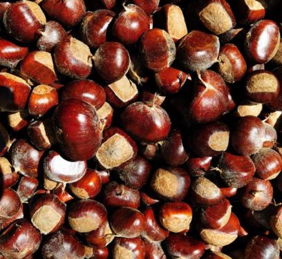 Chestnut harvesting and storage methods