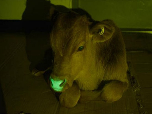 South Korea cultivates a "color-changing fluorescent cow"