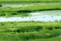 China's wetland protection area is 1.03 million hectares