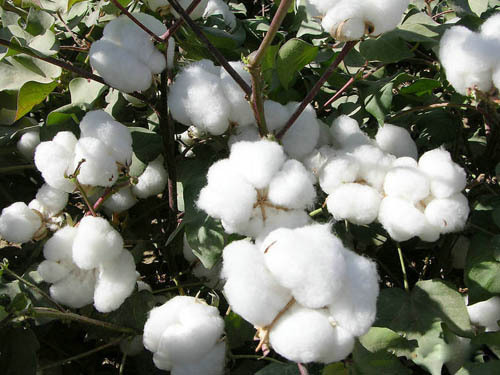 Domestic cotton prices rose slightly