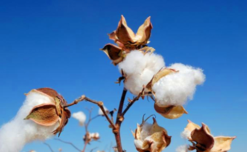 What are the changes in cotton fiber after the action of concentrated alkali?