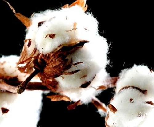 "Policy vacuum period" cotton planting problem