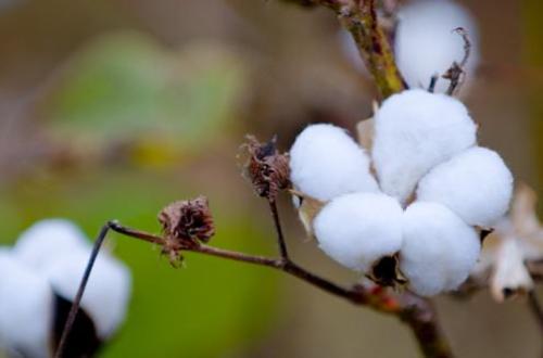 USDA Overestimates Pakistan's Cotton Imports