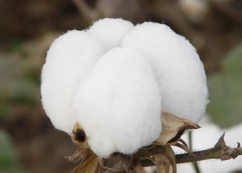 Xinjiang cotton amendments are still under development