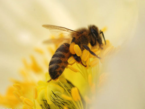 Beekeeping industry welcomes mechanization opportunities