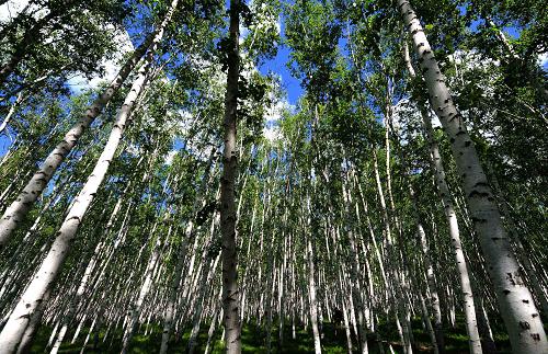 The amount of wood harvested in the Greater Hingganling Forest Region in Inner Mongolia will be reduced by 52% within 5 years