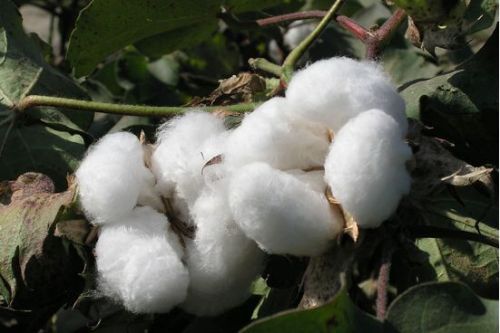 National Cotton Exchange Market Releases New Reserve Cotton Reserve and Storage Mode