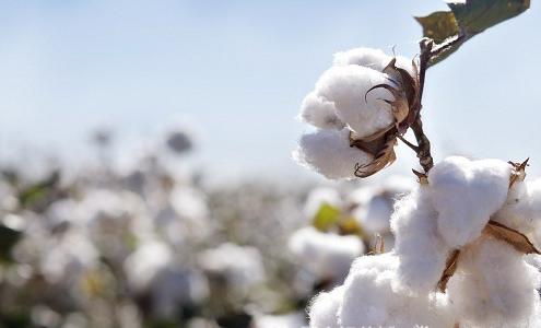 The new cotton standard won wide acclaim from textile companies