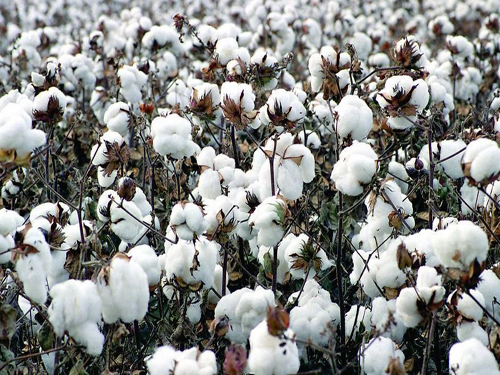 Full mechanization of cotton into trend