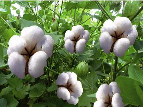 Cotton enters a fast-growing period Cotton prices may continue to fluctuate within a narrow range