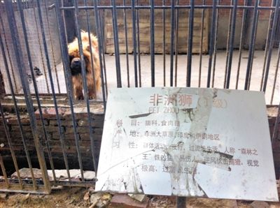 The zoo uses a Tibetan mastiff to pose as a lion