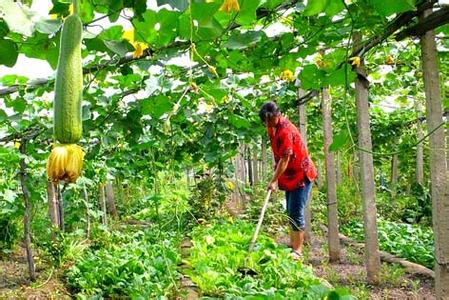 Lianyungang City, the entire process of monitoring the safe cultivation of vegetables