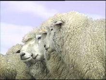 Tips for distinguishing pure wool