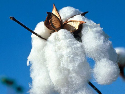 Lowering the deposit reserve ratio helps the cotton market