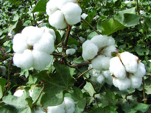 How the Cotton Industry Leverages "Internet +" to Instigate Industrial Upgrading