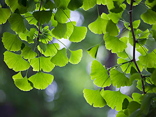 Ginkgo leaf storm unveiled the insider