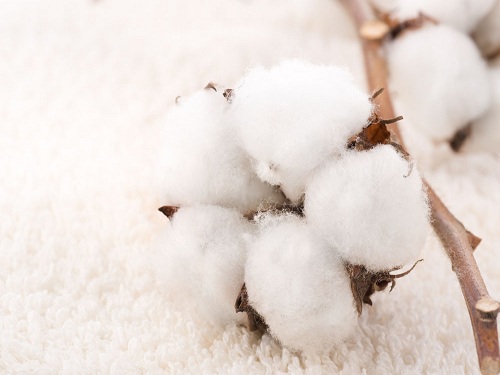 Loss of Chinese Cotton Quality Contains Industrial Development