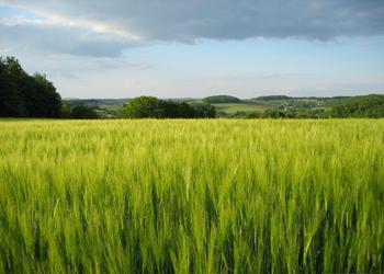 The three major uses of barley