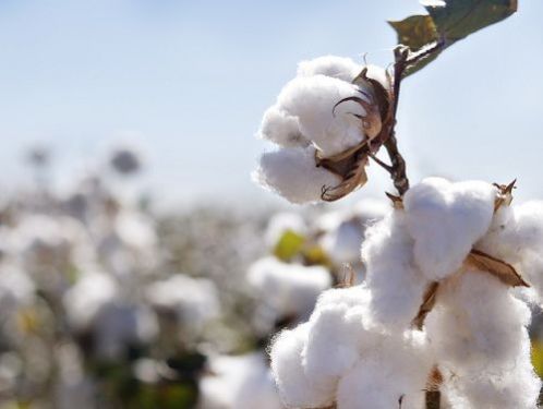 The textile industry is unaffordable. Farmers are reluctant to grow cotton.