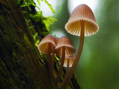 New study finds that mushroom spores can stimulate rainfall