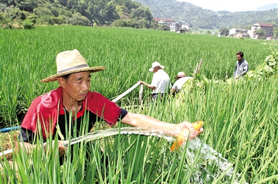 Yongjia County pumping water to help protect rice conservation fish