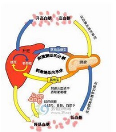 Development of insulin preparations