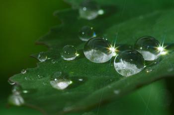 Burmese Emerald wool soared