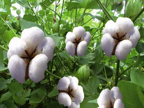 Cotton industry adjustment, challenges and opportunities coexist