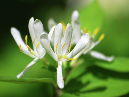 Loss of production of wild honeysuckle