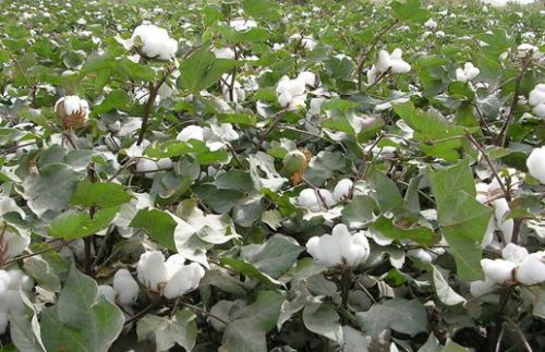 Egypt invests 225 million to support the cotton industry