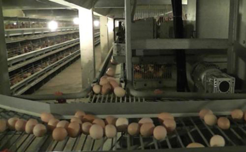 Automatic Cascade Egg-laying Cage Raising Equipment - The First Equipment for Large-scale Chicken Breeding