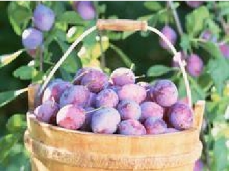 The therapeutic value of plum