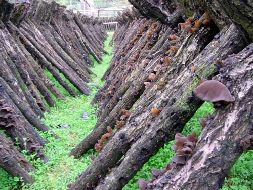 The value of black fungus