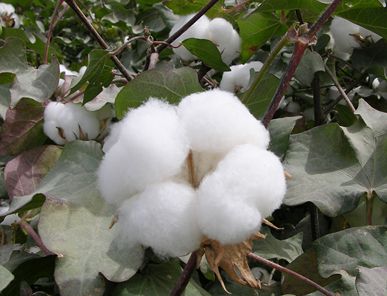 Domestic cotton prices are difficult to bridge in the short term on the international market