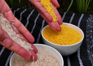 Comments: Apology can't eliminate golden rice worry