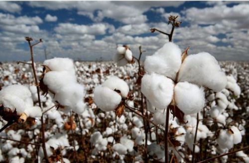 Development and Reform Commission Issues Imported Cotton Quota