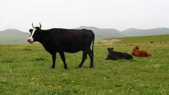 Severe Drought in Ejin Banner, Inner Mongolia