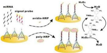 Increased detection sensitivity: new biosensor