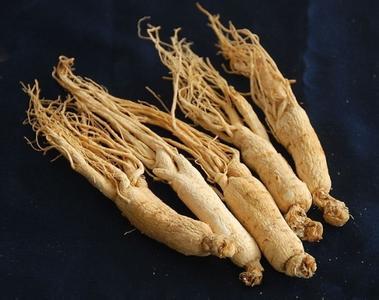 Forsythia ginseng prices soared